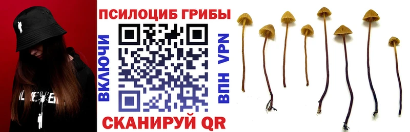Купить где Белокуриха Галлюциногенные грибы ЛСД